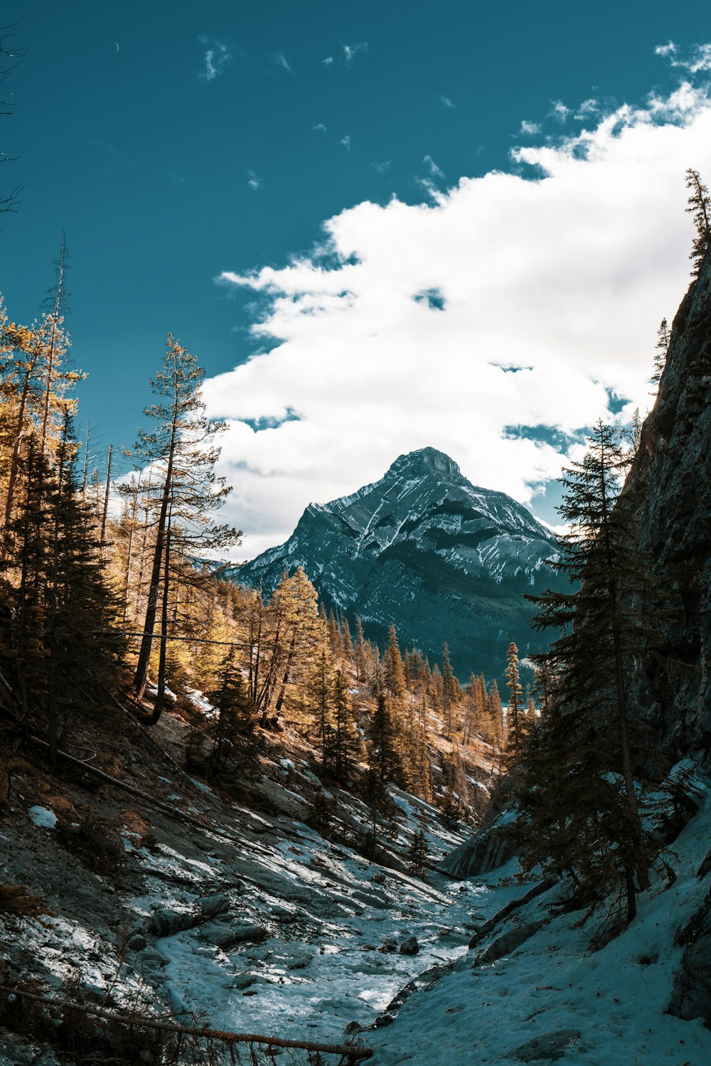 une rivière qui coule à travers une forêt enneigée