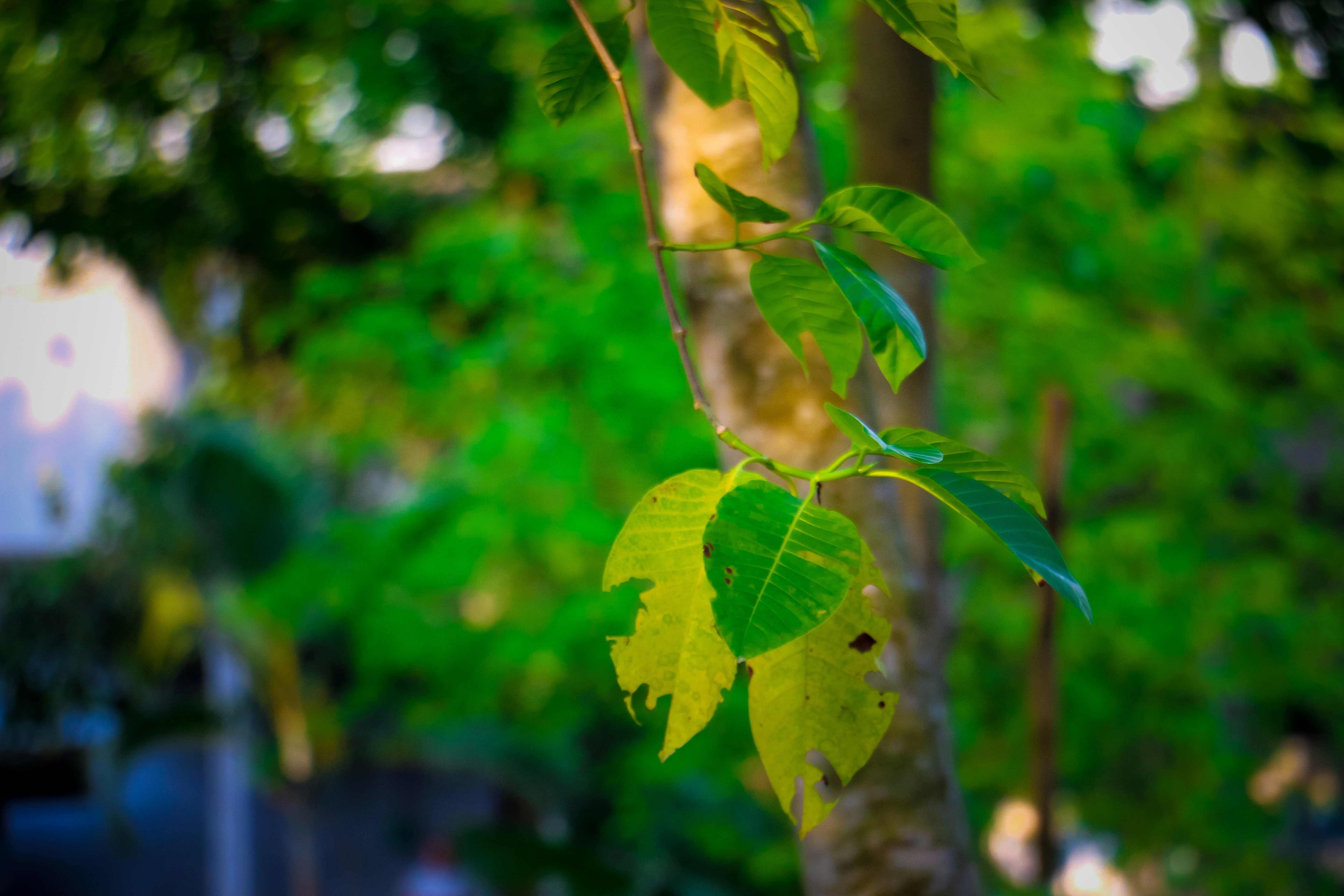 Photo by sheikhmehedi