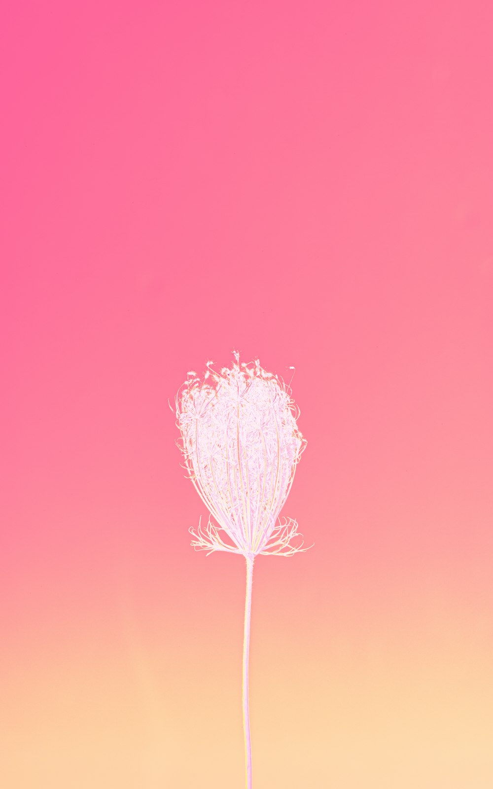 a single white flower on a pink and yellow background
