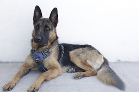 A German Shepherd dog is lying down on a concrete floor, wearing a harness. The dog's ears are perked up and it looks attentively in a specific direction. The background is a plain white wall.