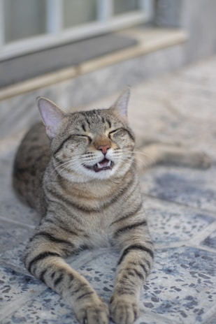 a cat that is laying down on the ground