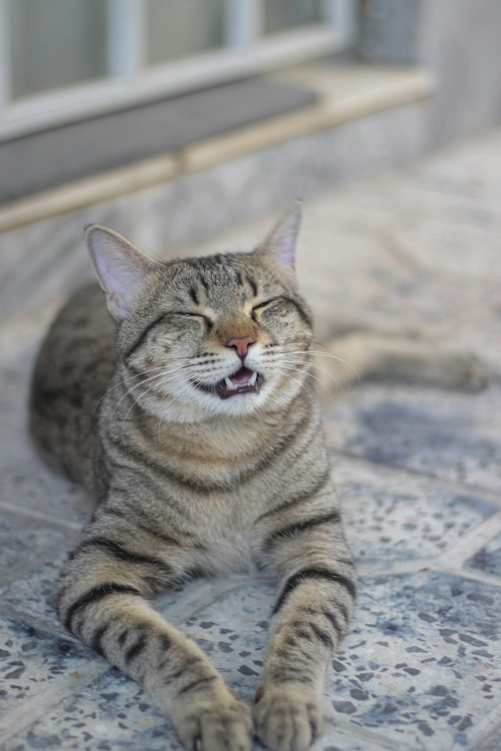 a cat that is laying down on the ground