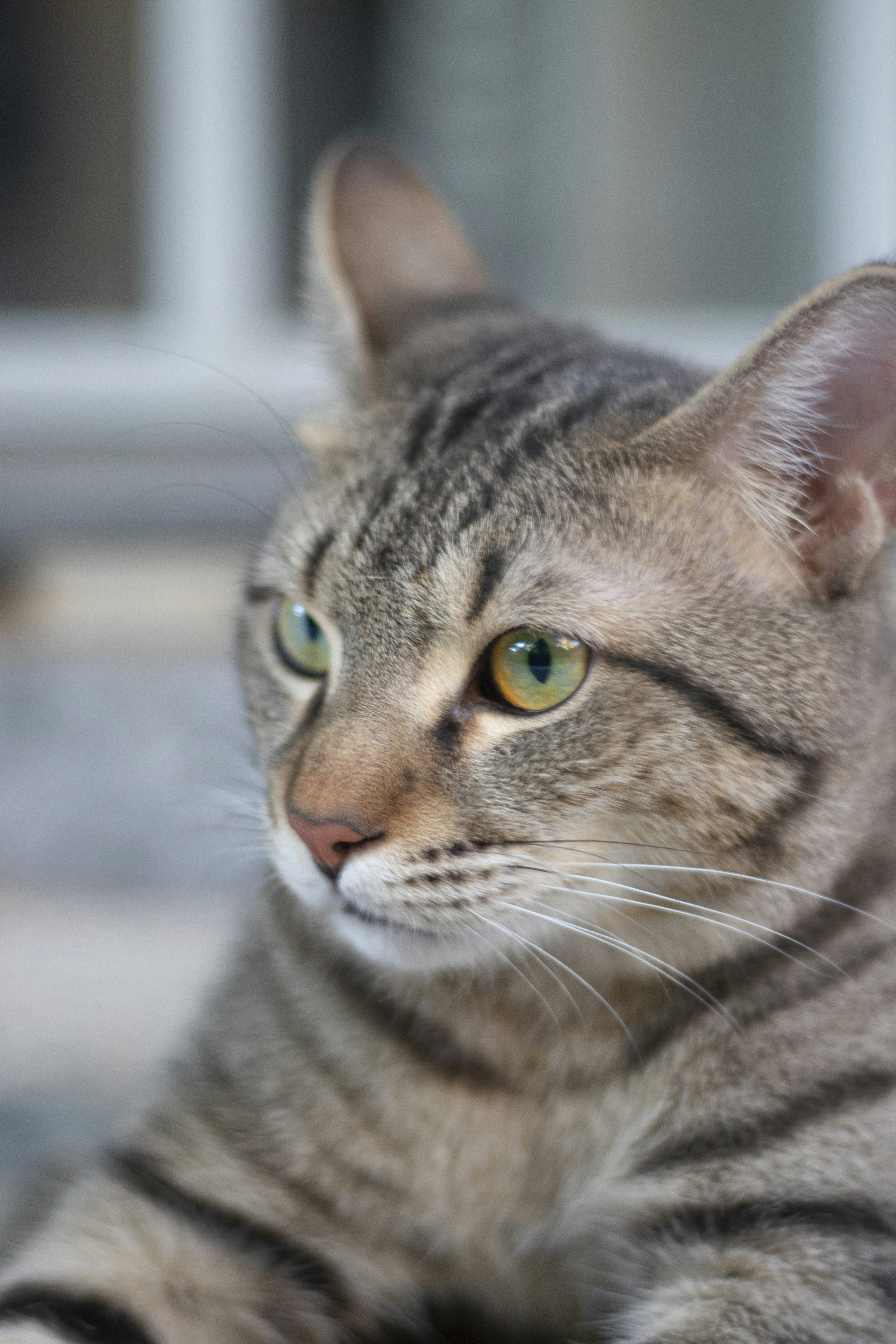 a close up of a cat laying on the ground