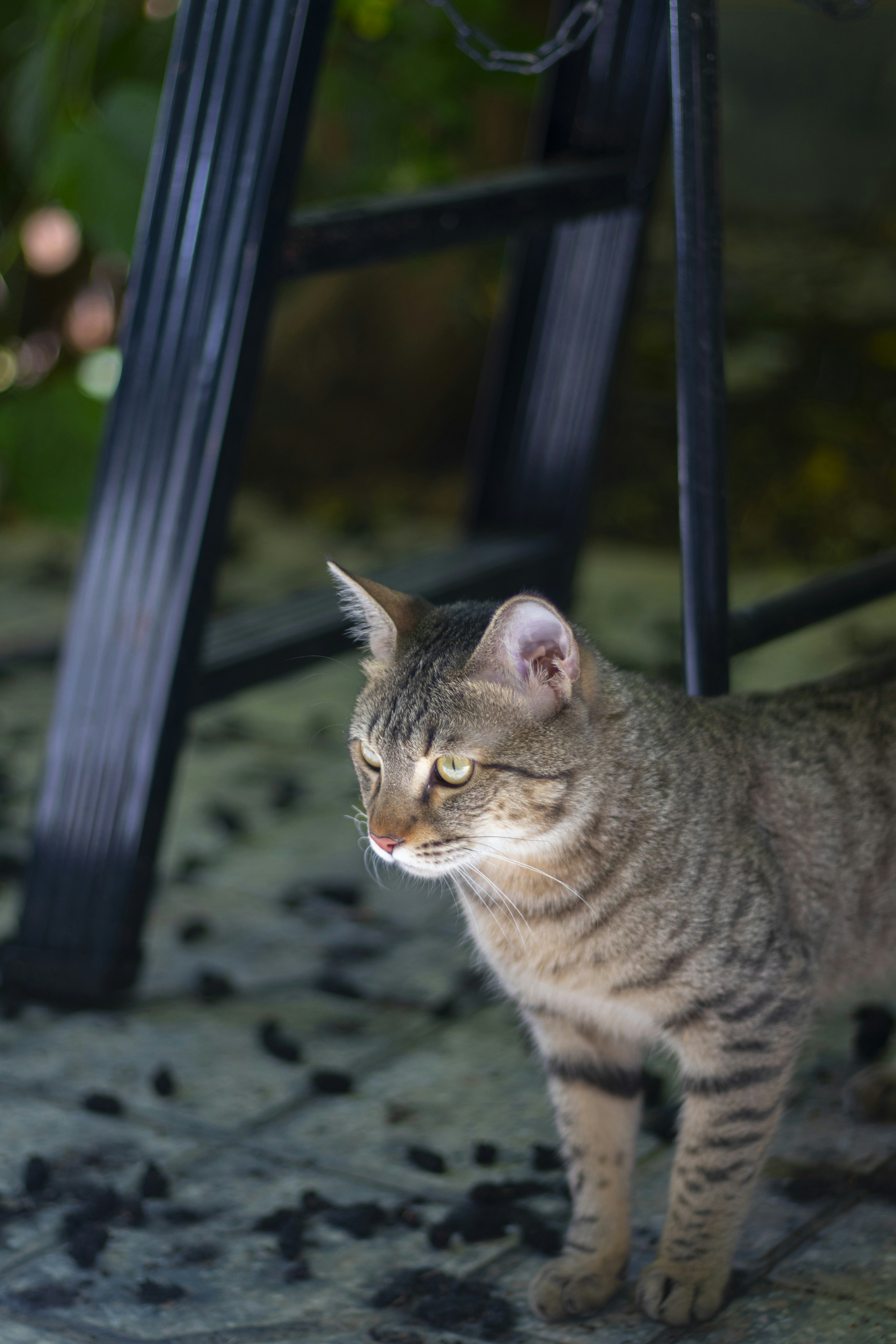 a cat standing next to a black chair