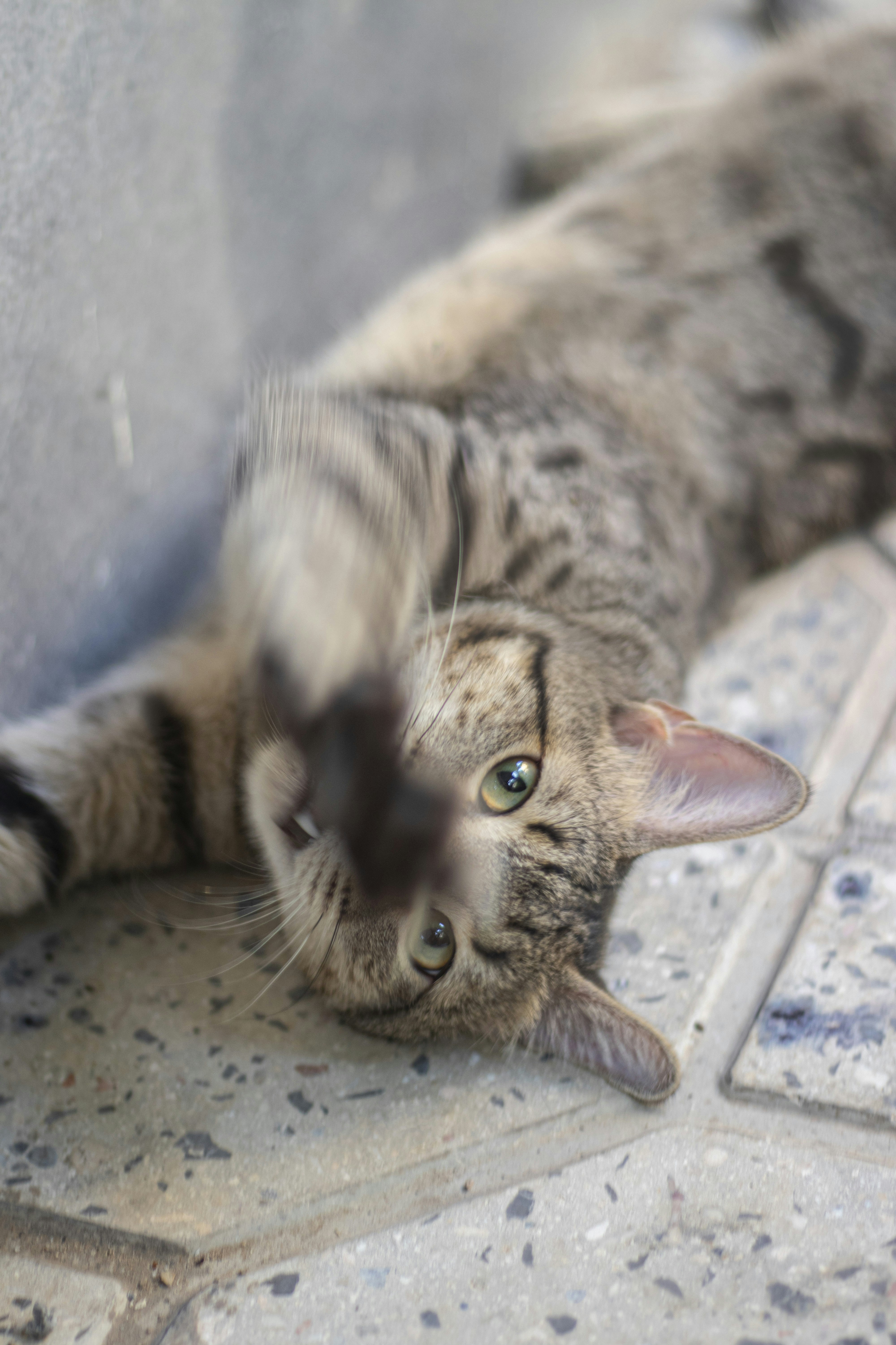 a cat laying on its back on a tile floor