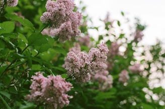 A tender moment captured between Cynthia and Pierre-Alain surrounded by lilac blossoms.