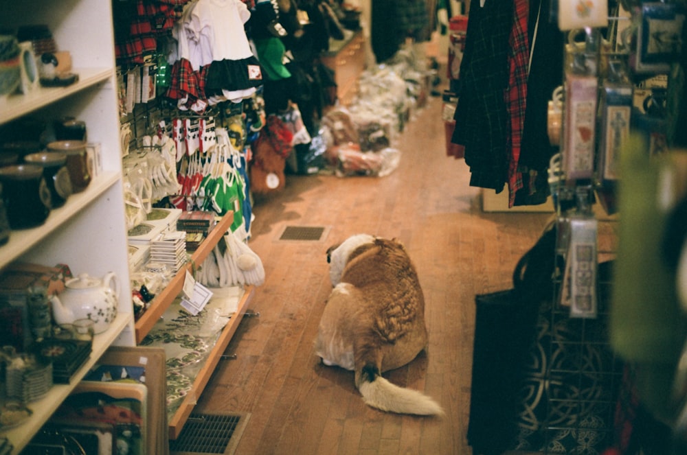 a cat sitting on the floor in a store