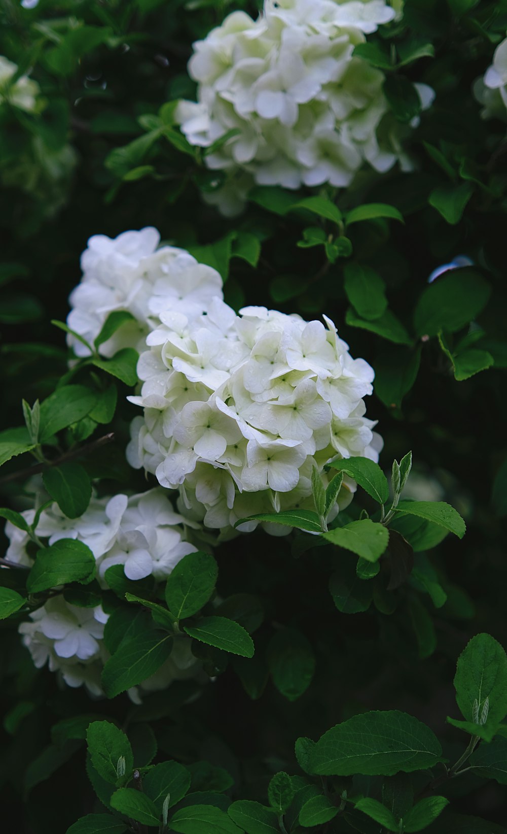 fleurs blanches avec des feuilles vertes sur un buisson