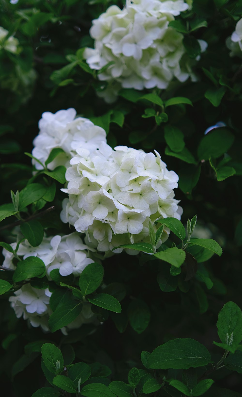white flowers with green leaves on a bush