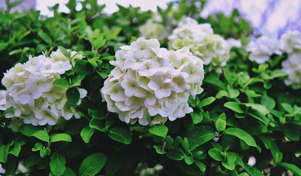 ein Strauch weißer Blüten mit grünen Blättern