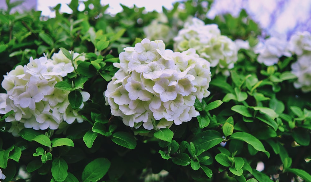 a bush of white flowers with green leaves