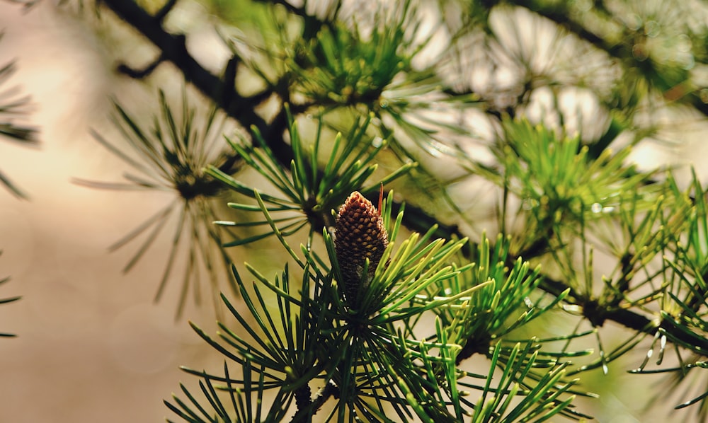 a pine tree branch with a pine cone on it