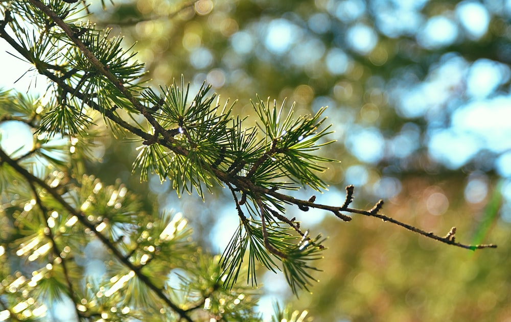 a close up of a pine tree branch