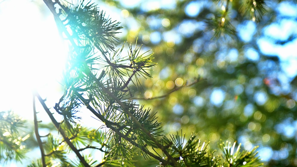 the sun shines through the branches of a pine tree