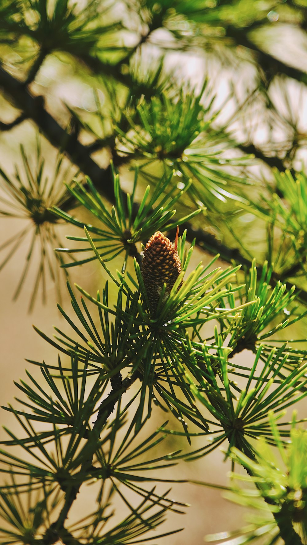 a pine cone on a pine tree branch