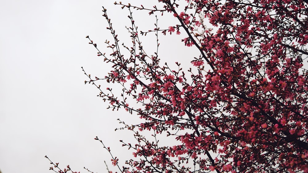 a tree with red flowers in the foreground and a white sky in the background