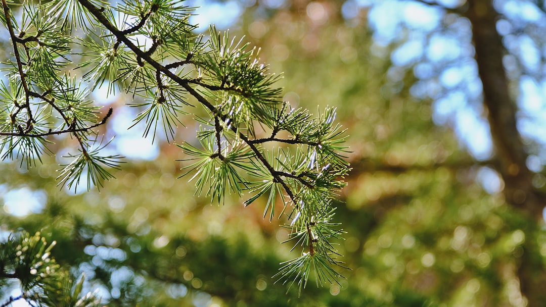Pine tree leaves bathing in the warmth of summer sunlight.
