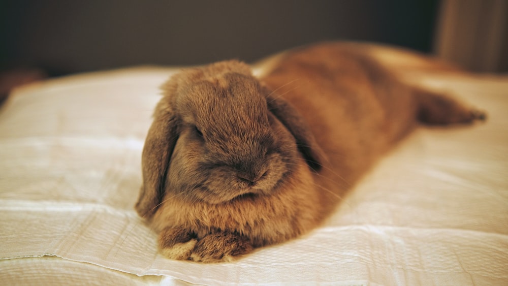 Ein kleines Kaninchen liegt auf einem Bett