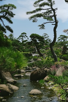 A serene landscape featuring a lush garden with tall, uniquely shaped pine trees. There is a gently flowing stream surrounded by smooth stones and vibrant green foliage. The tranquil scene is set under a clear blue sky, evoking a sense of peace and harmony.