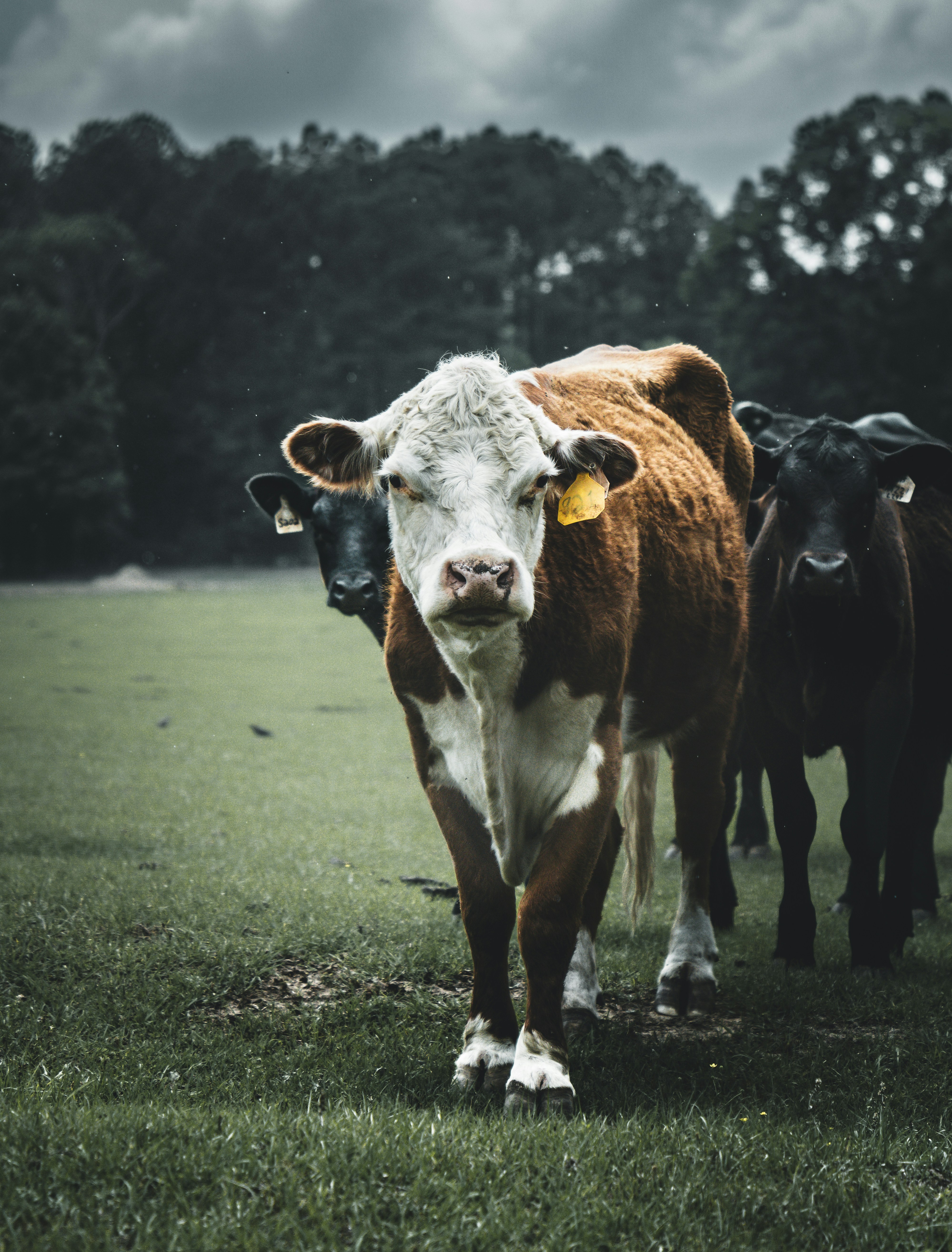 Photo by tomatopictures1