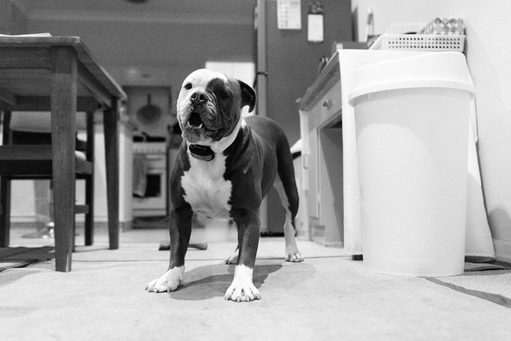 une photo en noir et blanc d’un chien sur le sol