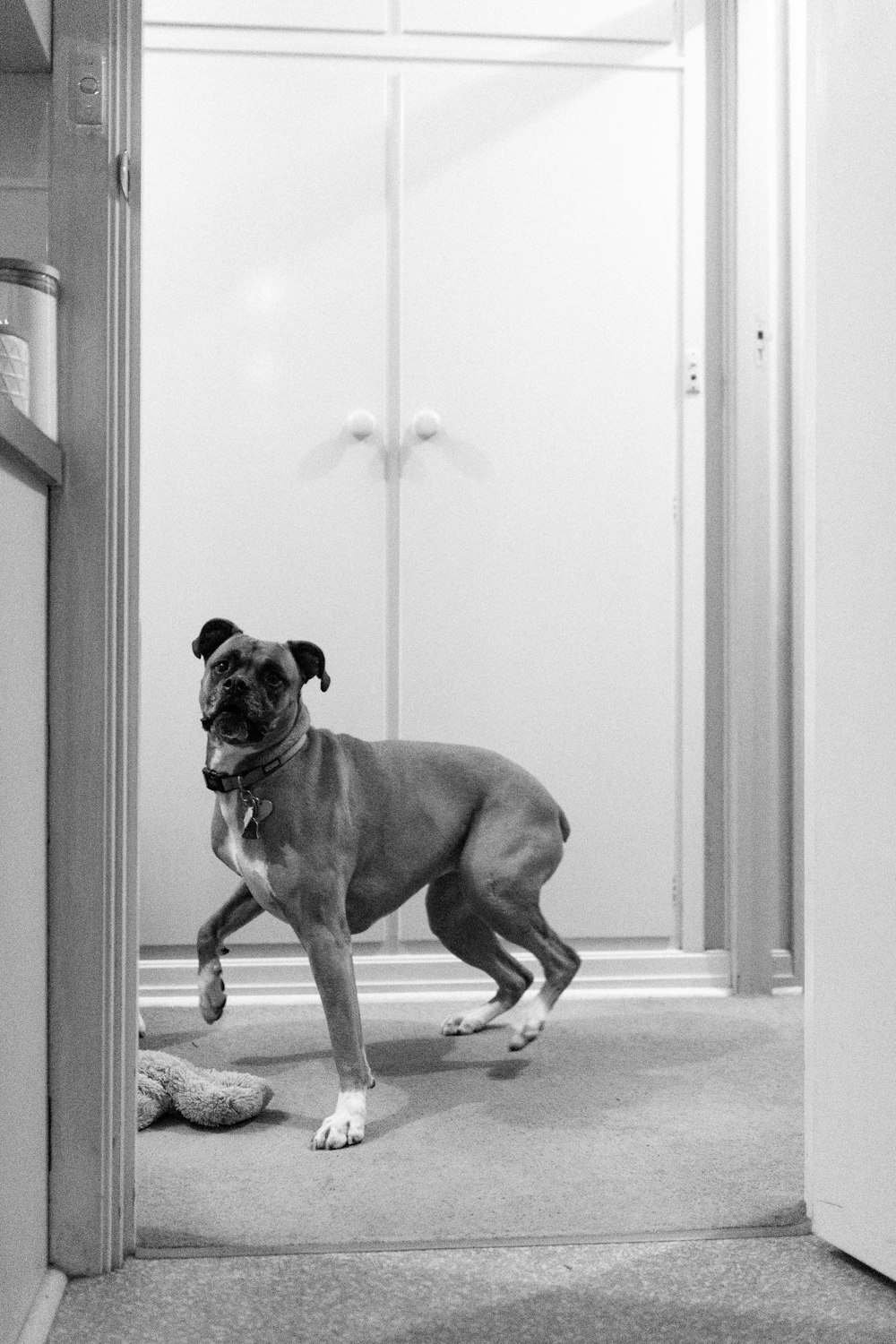 une photo en noir et blanc d’un chien dans un couloir