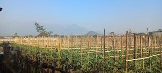 Rows of green plants are supported by vertical bamboo stakes in a field. The background features faint outlines of mountains under a clear blue sky. There are scattered buildings and trees in the distance.