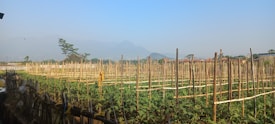 Rows of green plants are supported by vertical bamboo stakes in a field. The background features faint outlines of mountains under a clear blue sky. There are scattered buildings and trees in the distance.