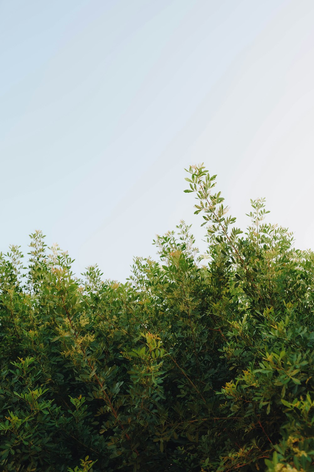 a large bush with green leaves and a blue sky in the background