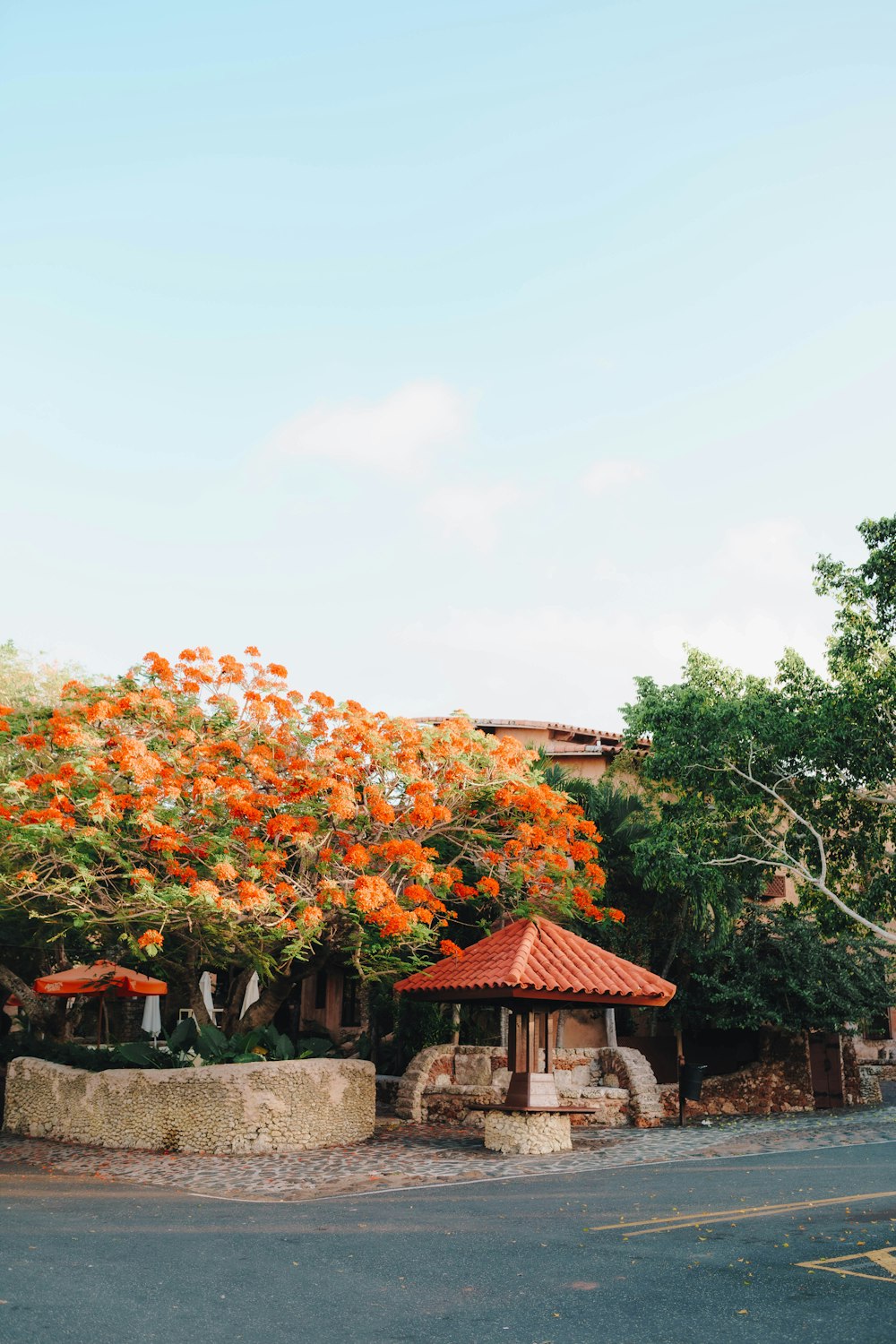 a tree with orange flowers in front of a building