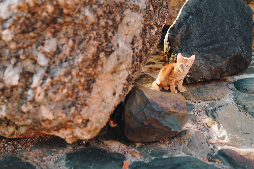 an orange cat standing on a rock next to a large rock