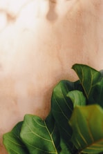 A wall adorned with vertical fluted panels in soft green hues, bathed in natural light.