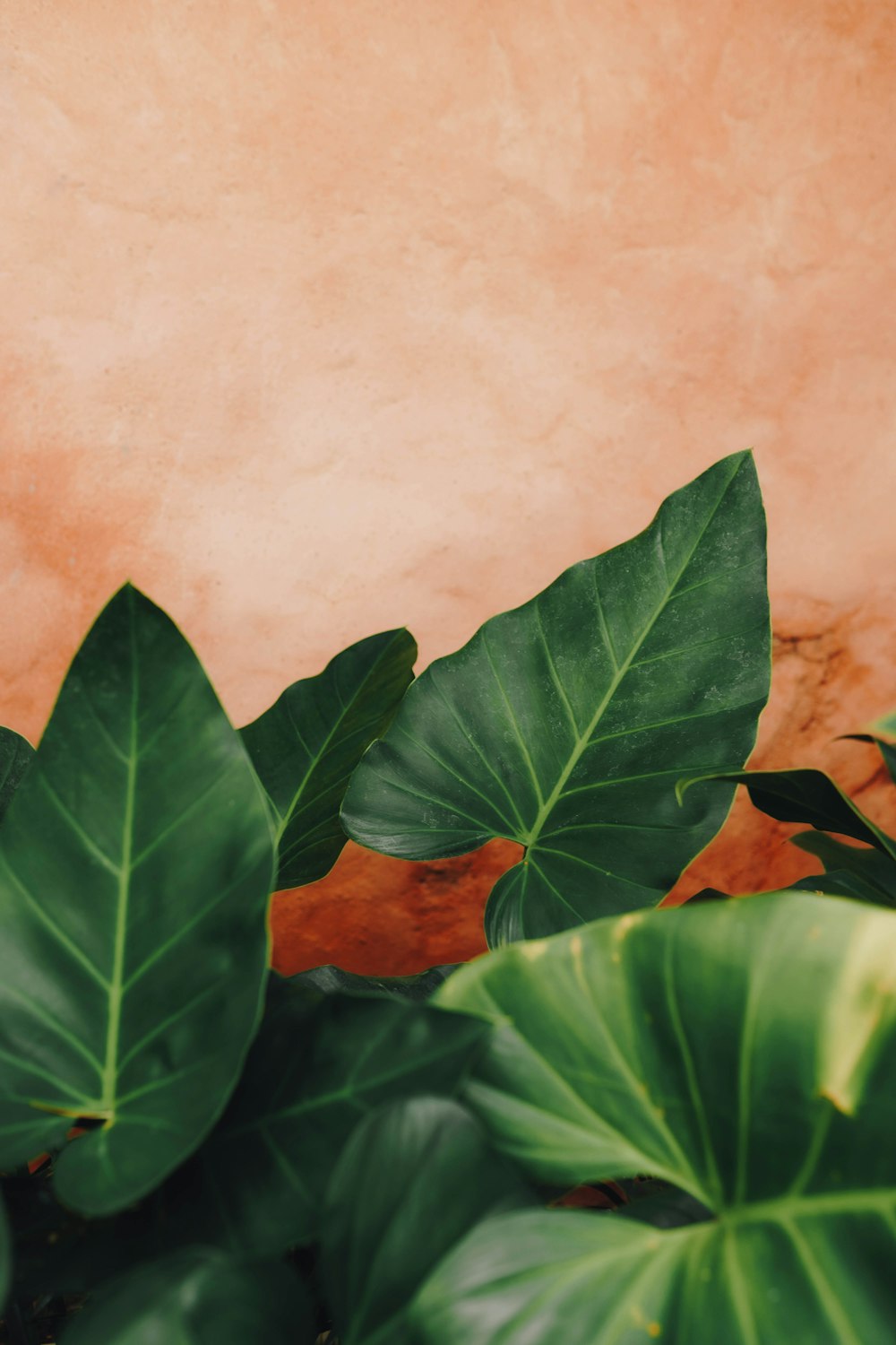 a plant with large green leaves in front of a wall