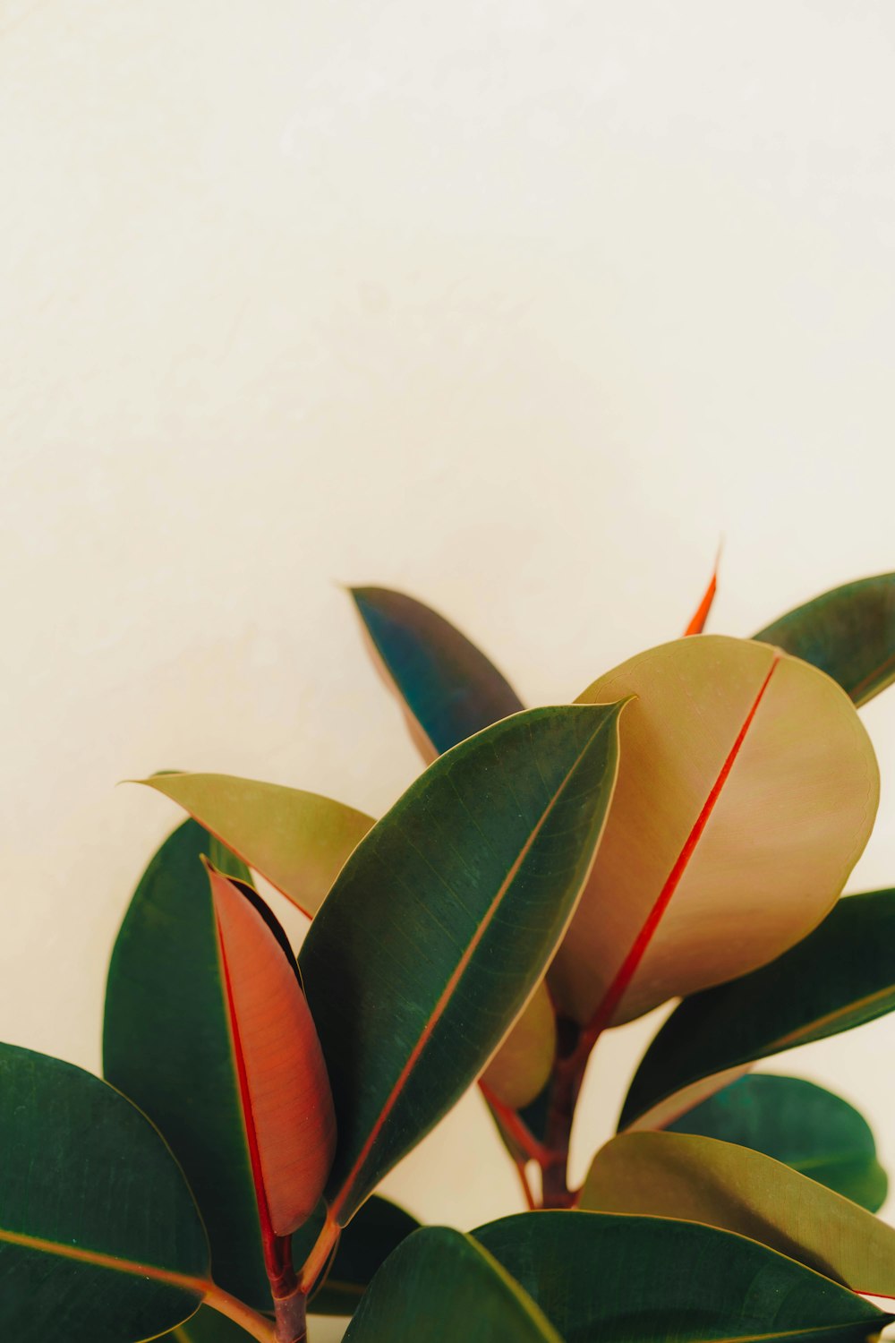 a close up of a plant with green leaves