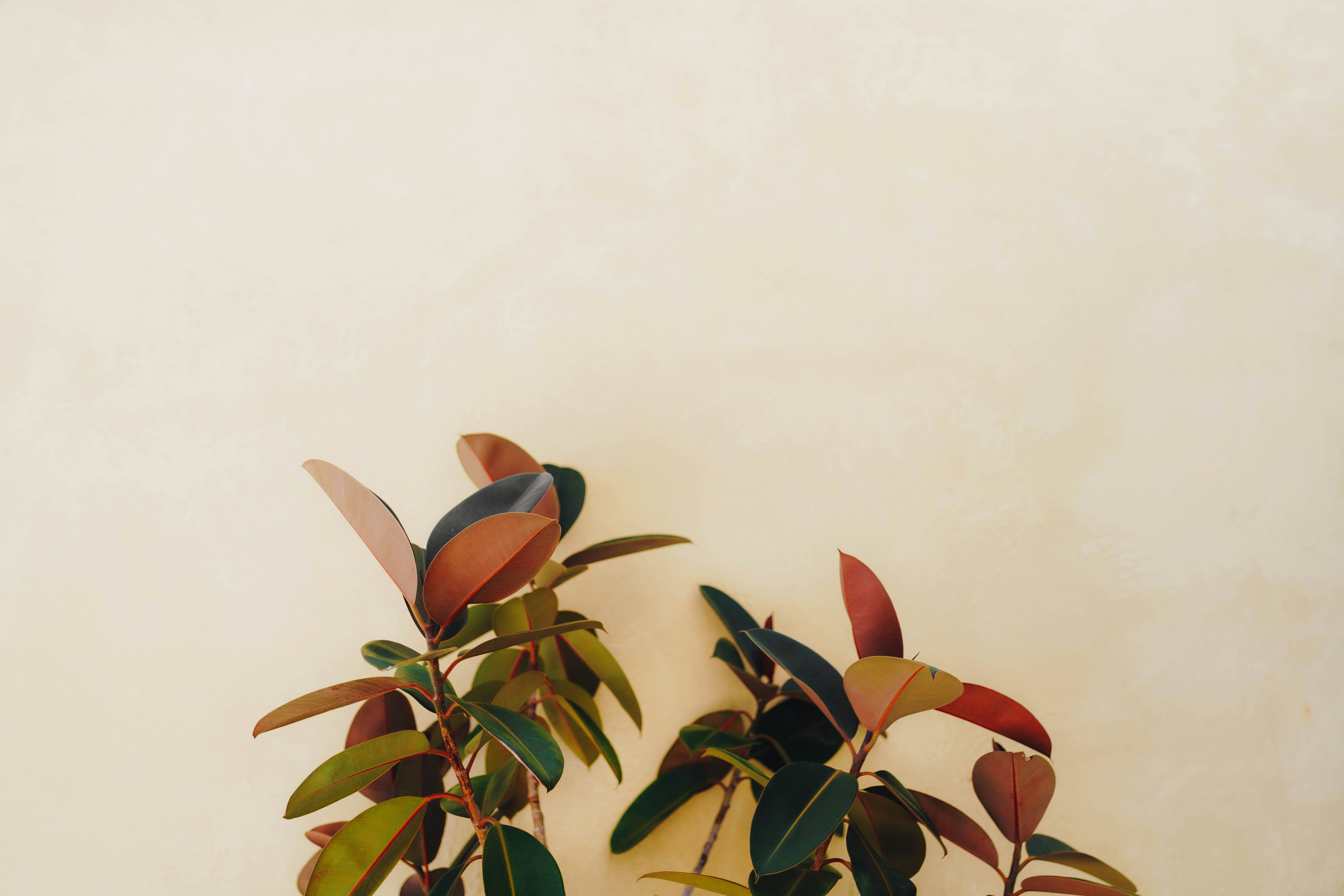 Photo by joellseverino