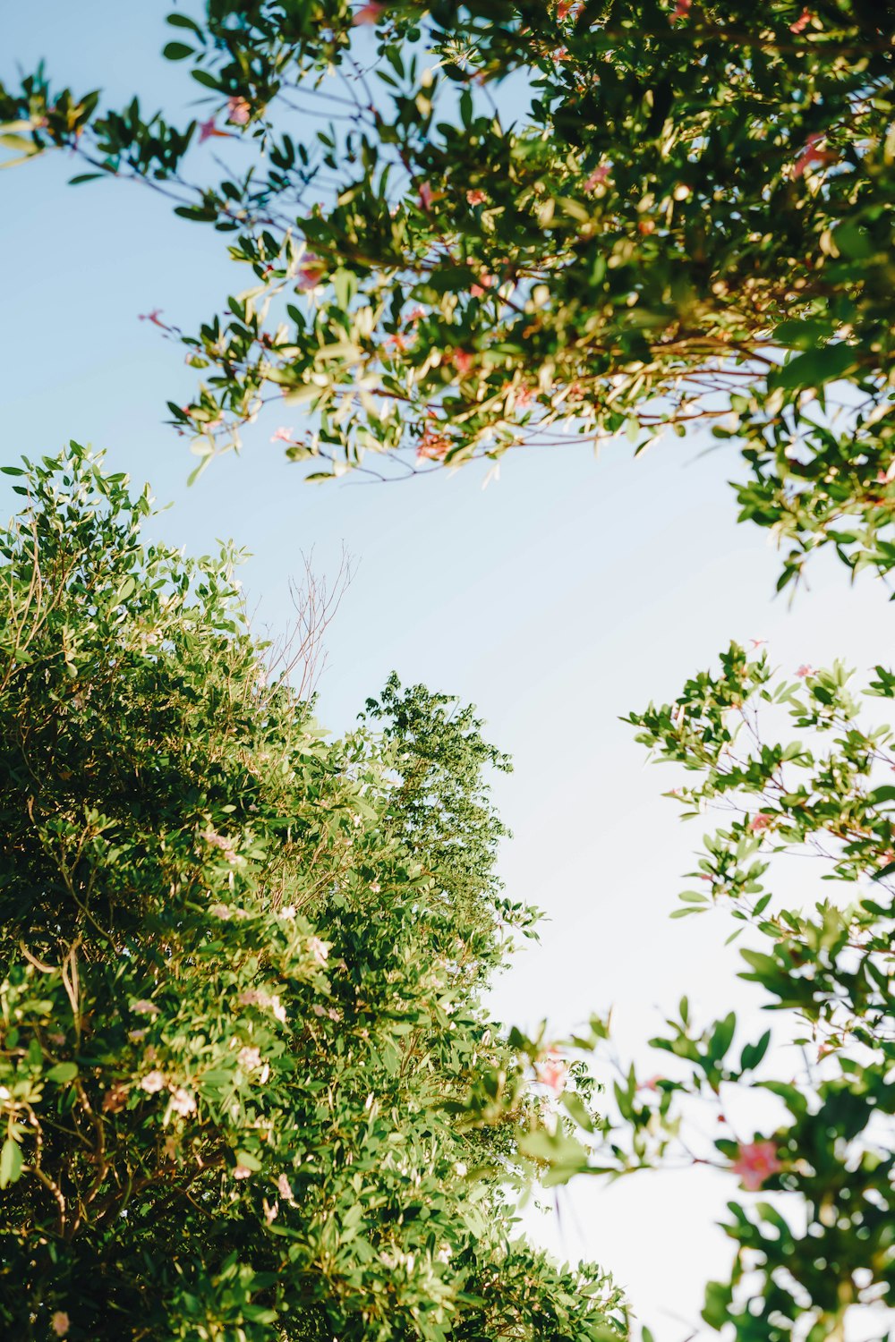 a view of trees from the ground looking up at the sky