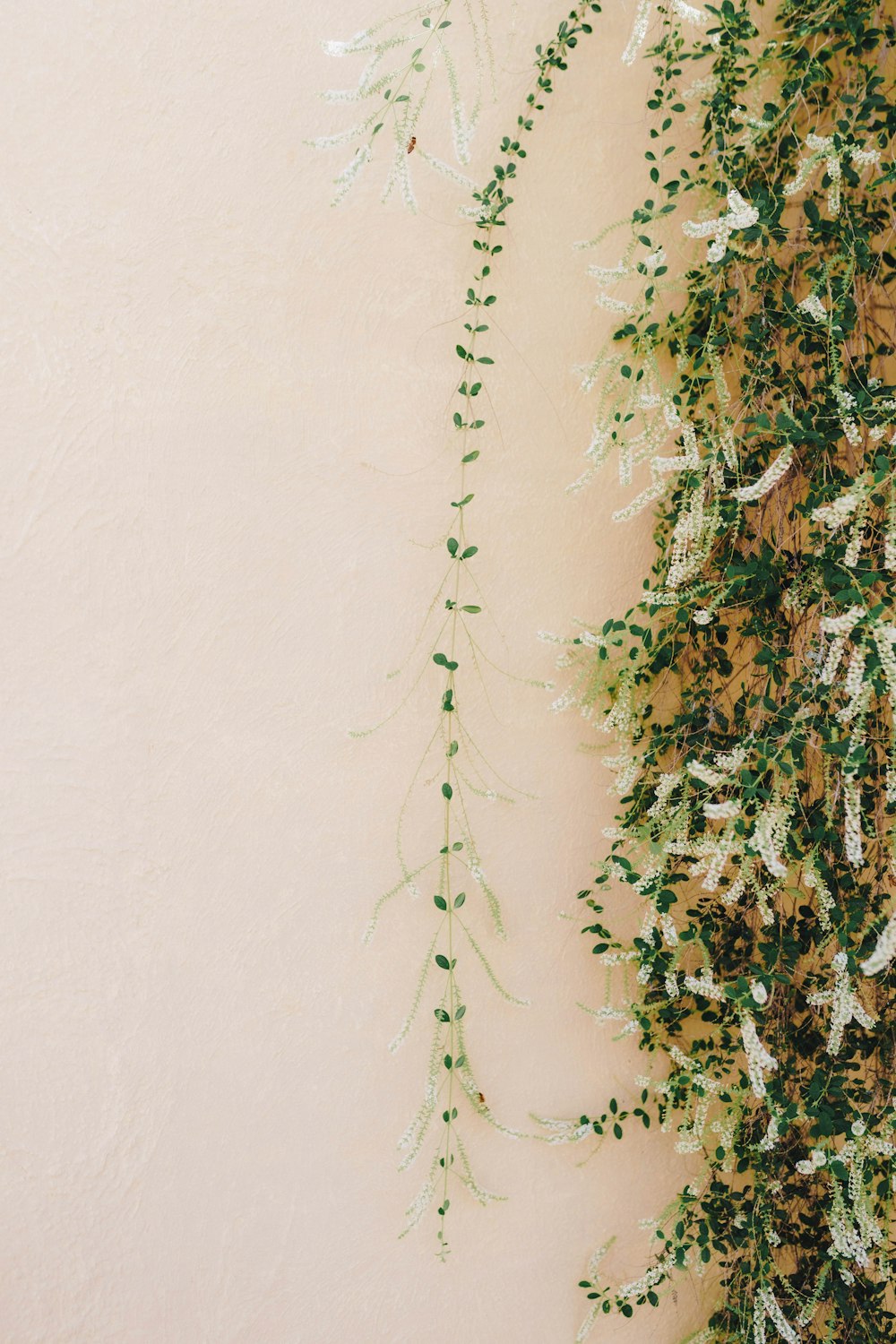 a plant is growing on the side of a wall