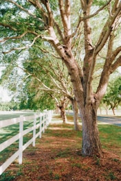 a white fence and a tree in a field