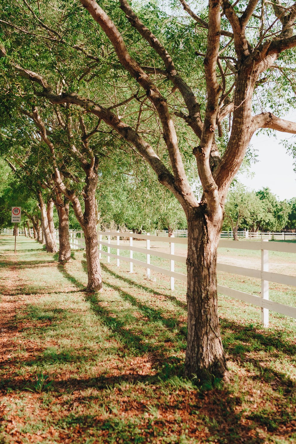 a row of trees in a grassy field