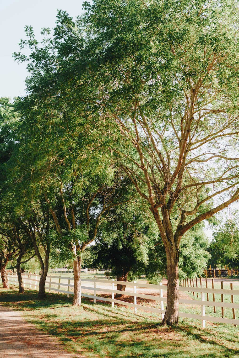 a tree lined road with a wooden fence