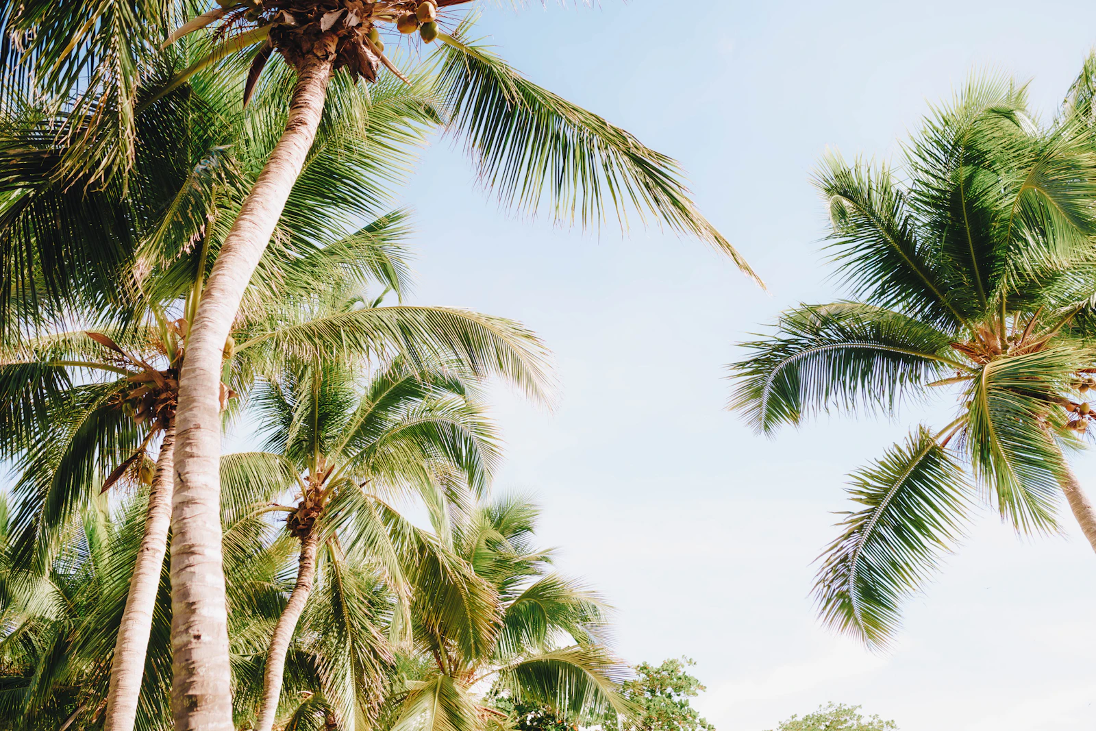 Palms along the back of the beach