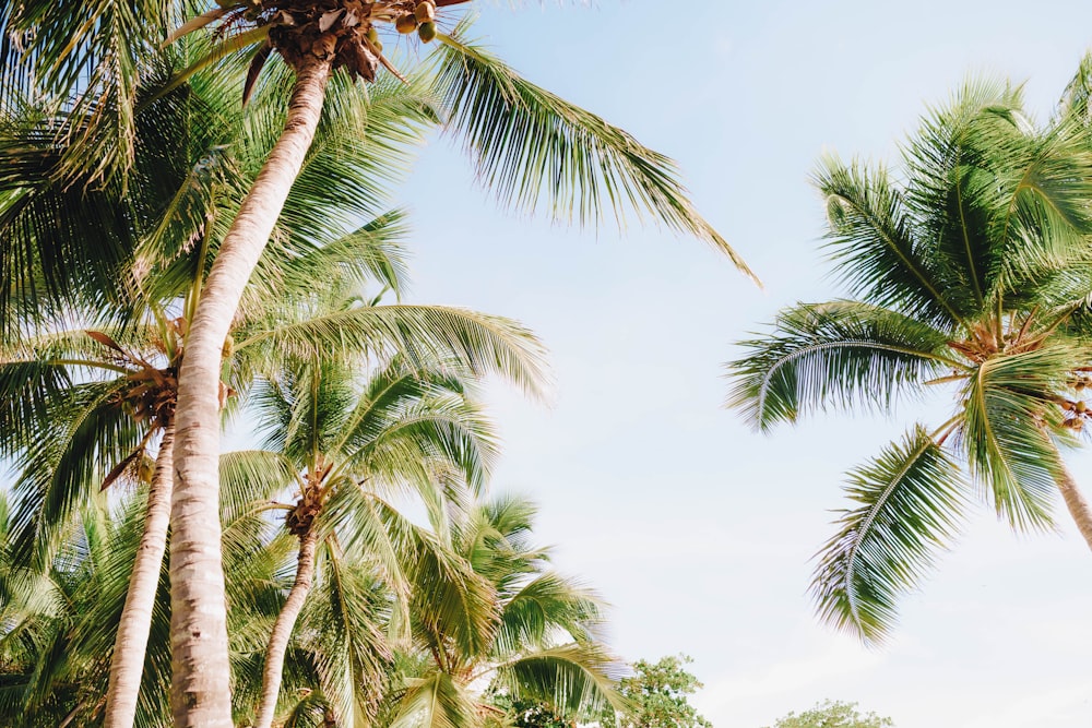 a couple of palm trees that are next to each other