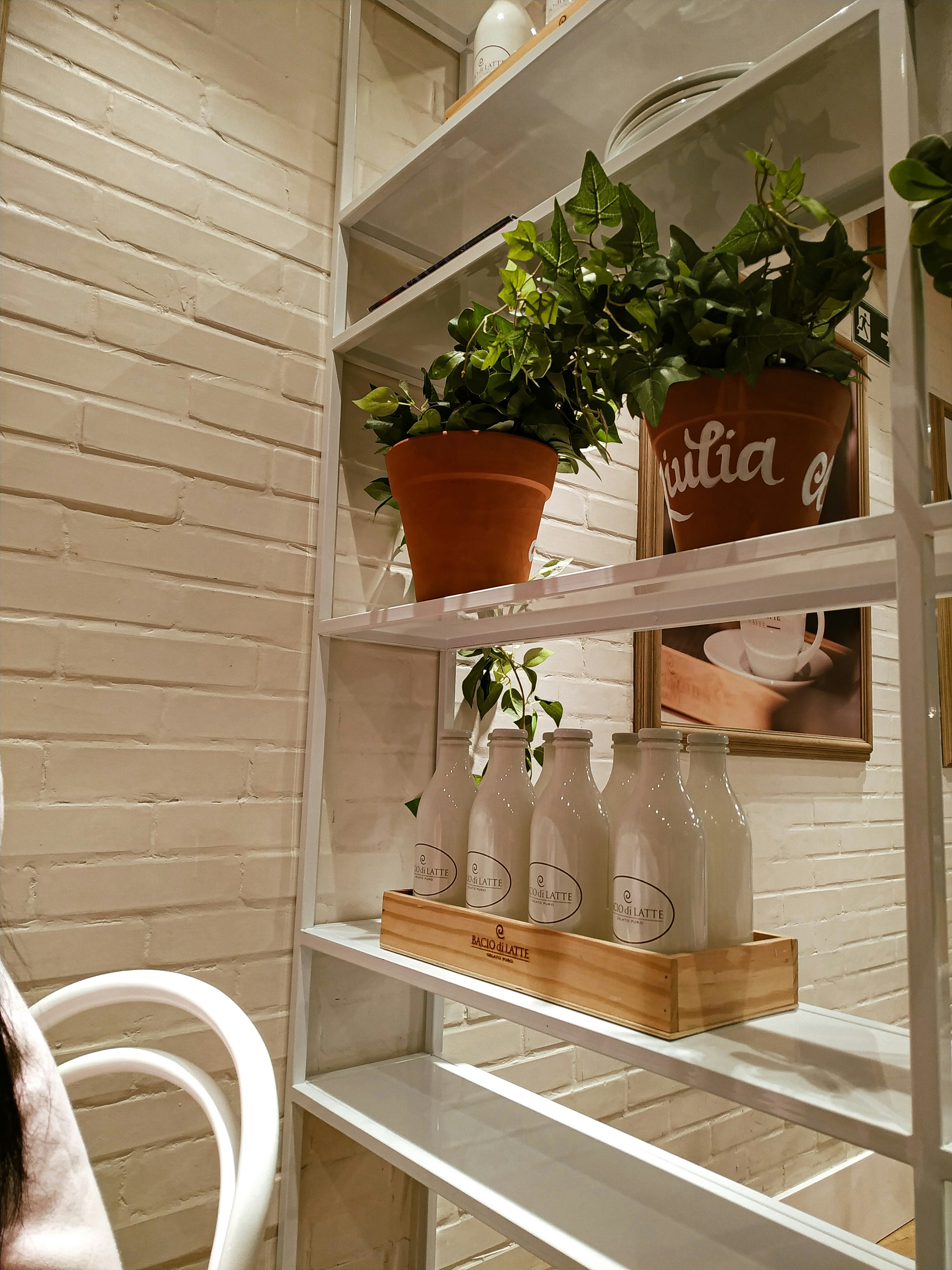 Curated plant collection on floating shelf with terracotta pots and trailing vines in warm sunlight