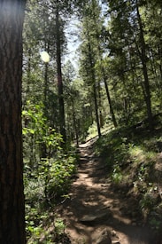 A serene forest scene featuring a winding dirt path surrounded by tall trees with dense green foliage. Sunlight filters through the leaves, creating dappled patterns of light and shadow on the ground. The vibrant greenery and tranquility suggest a natural, untouched environment.