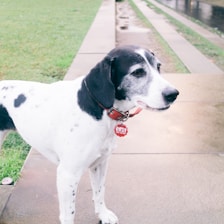 A black and white dog with a red collar and tag stands on a wet, paved walkway next to a grassy area. The dog has spots on its body and a long snout. The surroundings appear damp, possibly after a rainfall.