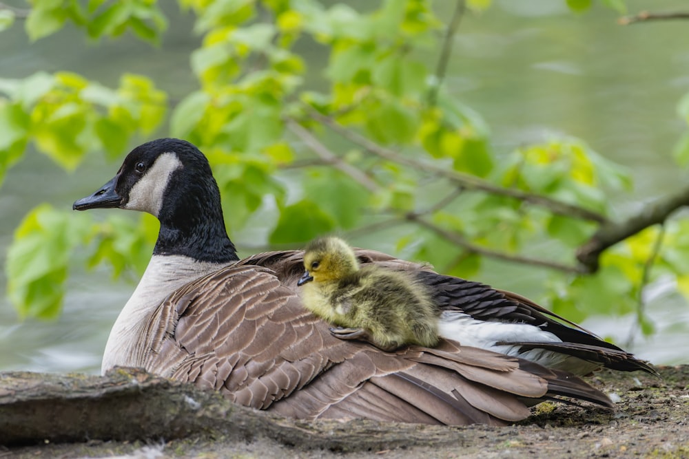 a mother duck and her duckling resting on a rock