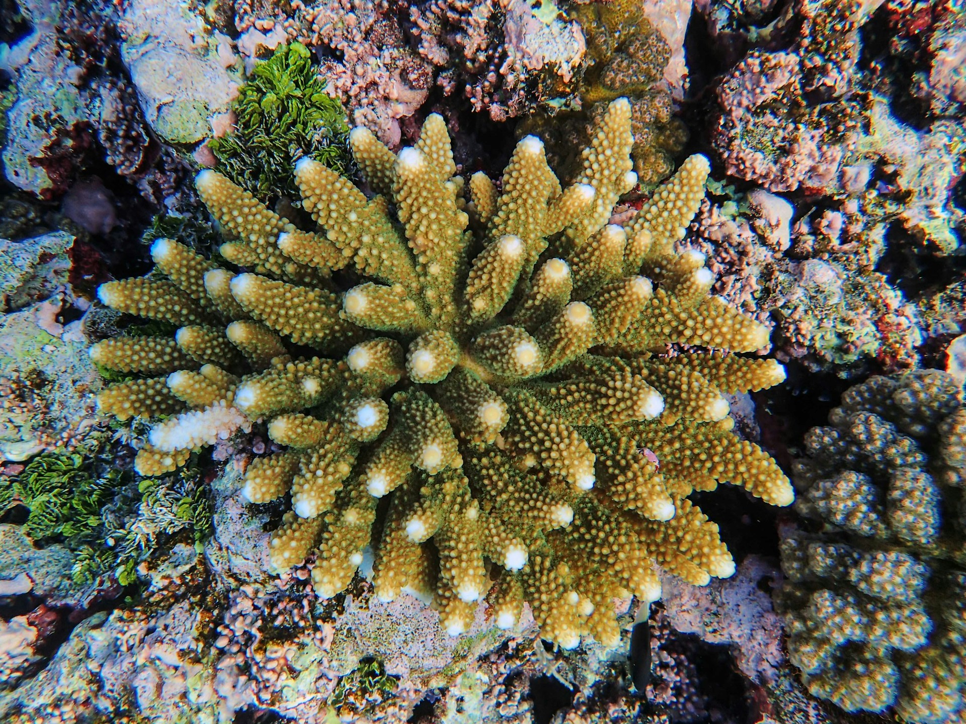 an overhead view of a sea anemone on a coral reef