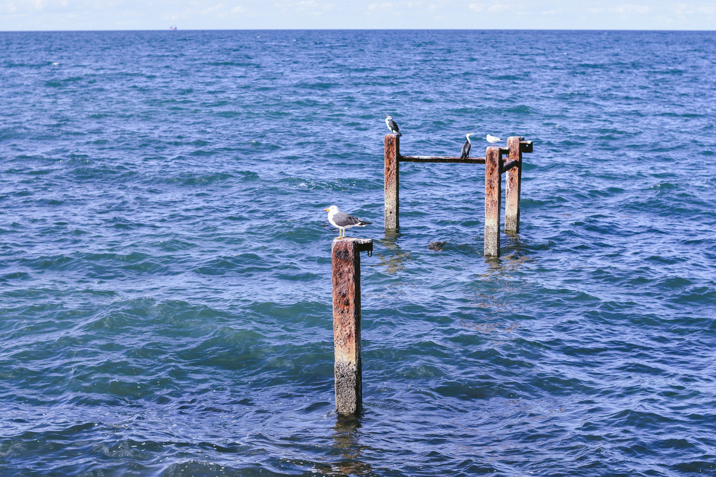 a seagull sitting on a wooden post in the middle of the ocean
