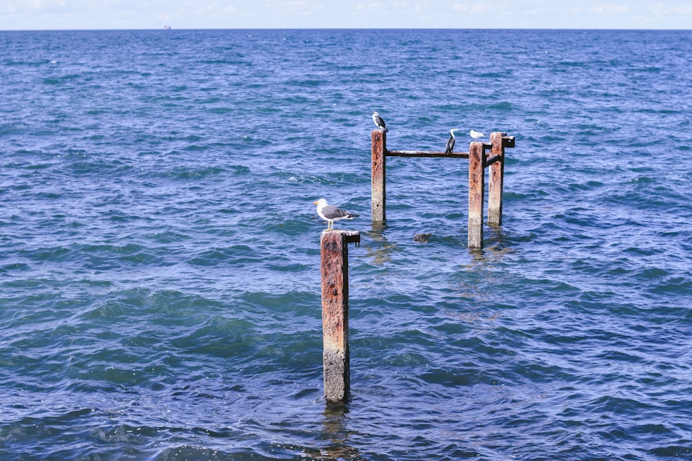 a seagull sitting on a wooden post in the middle of the ocean