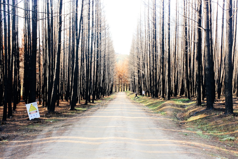 a dirt road in the middle of a forest